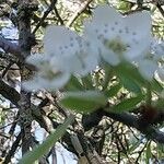 Pyrus salicifolia Flower