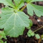 Hibiscus trionumLeaf