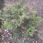 Juniperus ashei Habit