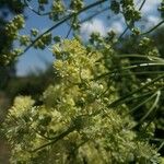 Thalictrum flavumFlower