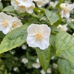 Philadelphus pubescensCvet