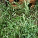 Bromus inermis Blad