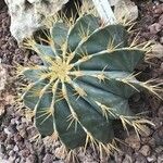 Ferocactus latispinus Лист