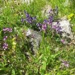 Polygala alpestris Habitus