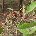 Psorospermum febrifugum Sonstige