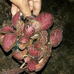 Episcia lilacina Hoja
