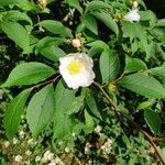 Stewartia rostrata Kvet