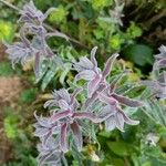 Nonea vesicaria Hoja