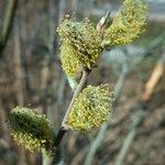 Salix atrocinerea Цвят