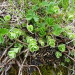 Hylotelephium anacampseros Leaf