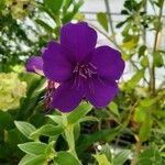 Tibouchina urvilleana Fleur