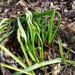 Isoetes durieui Leaf