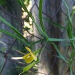Lathyrus annuus Fleur