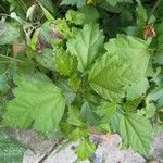 Hibiscus syriacusLeaf