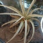 Tillandsia pohliana 葉