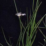 Juncus allioides