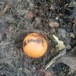Garcinia epunctata Φρούτο