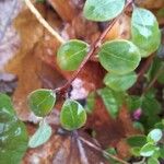 Symphoricarpos orbiculatus Folha