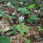 Panax trifolius Hábitos