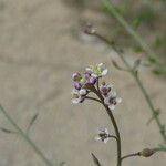 Lepidium graminifolium Kvet