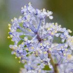 Ceanothus leucodermis Flower