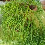 Rhipsalis baccifera Blad