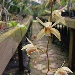 Coelogyne viscosa 花