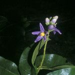 Solanum coriaceum Blüte