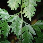 Pteris repens Blatt