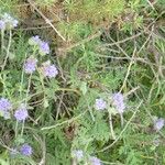 Phacelia distans Tervik taim