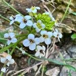 Nasturtium officinale Virág
