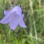 Campanula rotundifolia 花