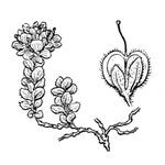 Veronica nummularia その他の提案
