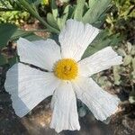 Romneya coulteri ফুল