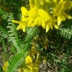 Astragalus alopecuroides Leaf