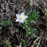 Spergularia rupicola Flower