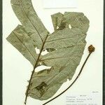 Phlebodium decumanum Leaf