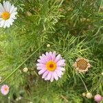 Argyranthemum frutescensFlower