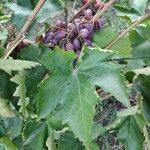 Vitis viniferaПлід