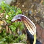 Arisarum vulgare Цвят