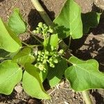 Jatropha curcas Blodyn