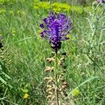 Muscari matritense Flower