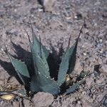 Agave havardiana Агульны выгляд