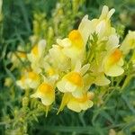 Linaria vulgaris Flower