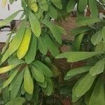 Euphorbia neriifolia Hoja