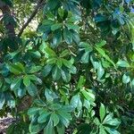 Magnolia virginiana Blad