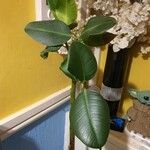 Ficus elasticaLeaf