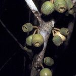 Bellucia mespiloides Fruit