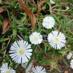 Delosperma ecklonisFlor