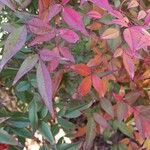 Nandina domestica Lapas